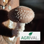 hongos comestibles Agrival